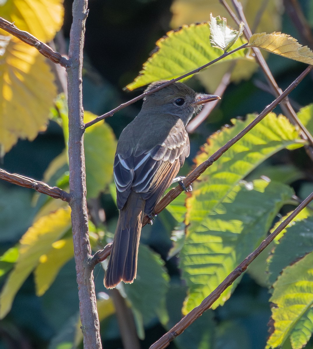 Great Crested Flycatcher - ML643020651