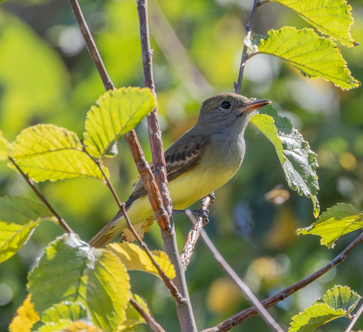 Great Crested Flycatcher - ML643020652