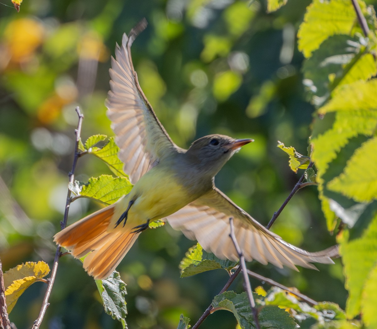 Great Crested Flycatcher - ML643020653