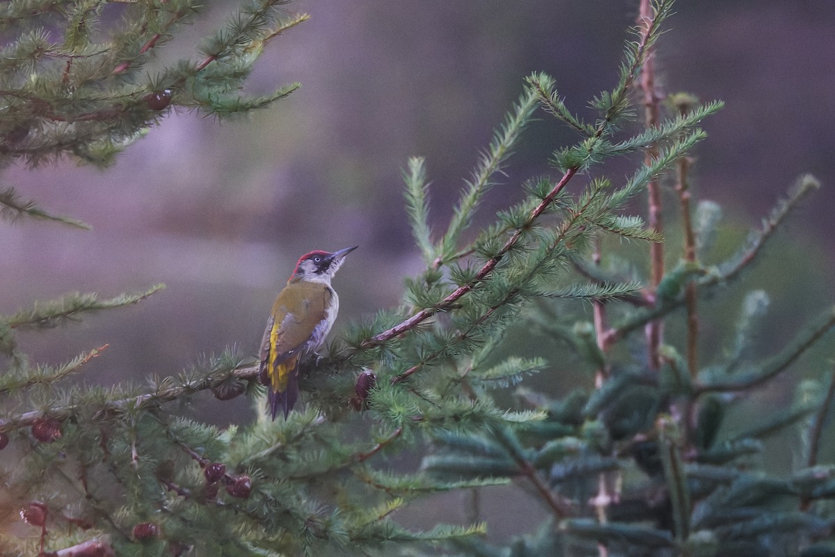 Eurasian Green Woodpecker - ML643020676
