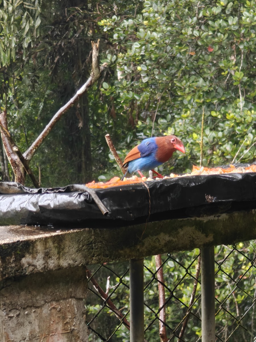 Sri Lanka Blue-Magpie - ML643020711