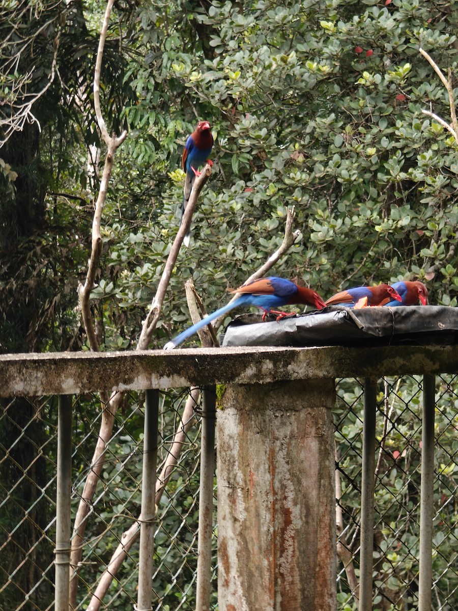 Sri Lanka Blue-Magpie - ML643020712
