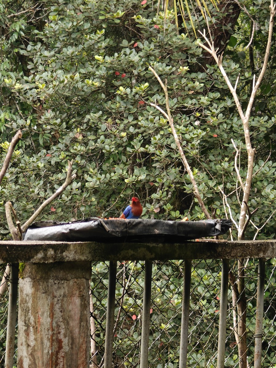 Sri Lanka Blue-Magpie - ML643020713