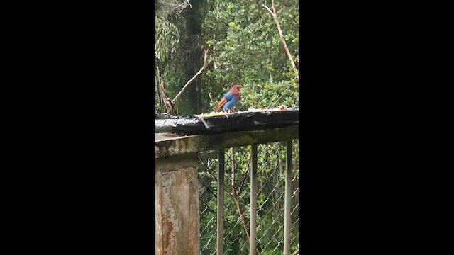 Sri Lanka Blue-Magpie - ML643020714