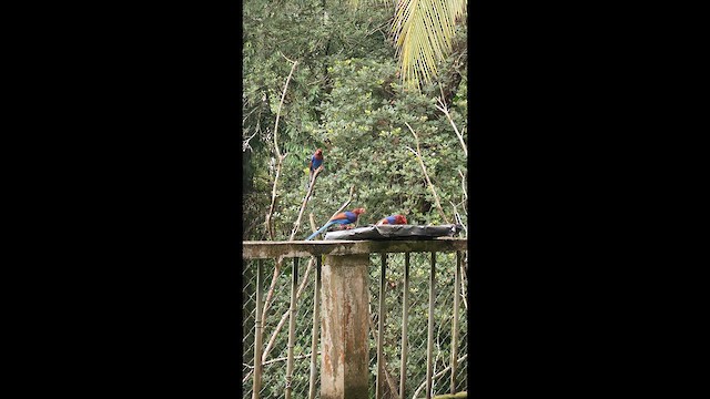 Sri Lanka Blue-Magpie - ML643020715
