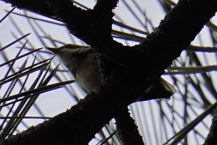 Black-throated Gray Warbler - ML643020721