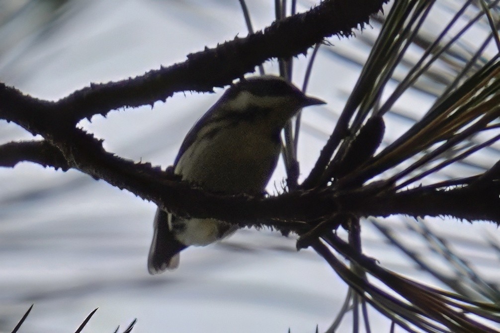Black-throated Gray Warbler - ML643020722