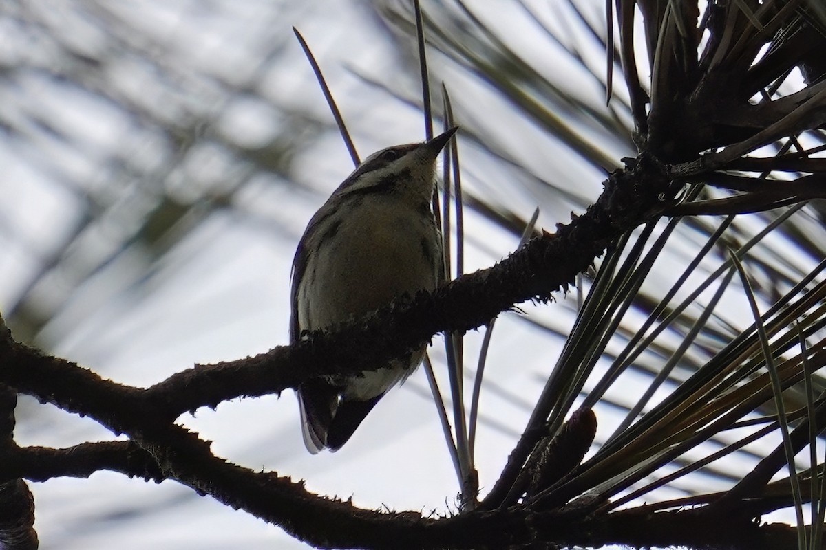 Black-throated Gray Warbler - ML643020723