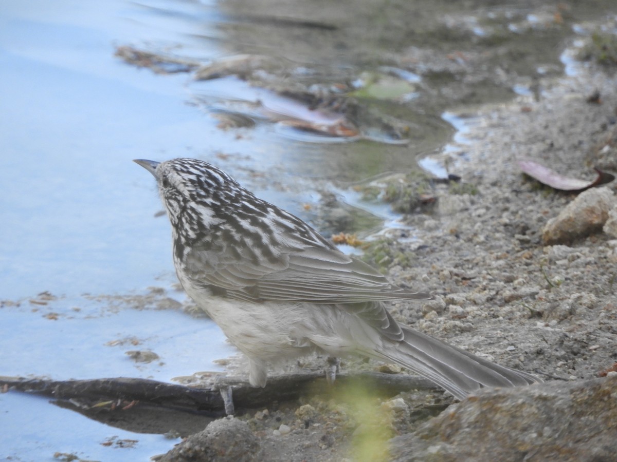 Striped Honeyeater - ML643020725