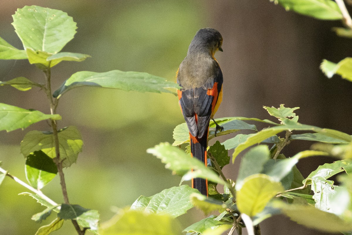 Long-tailed Minivet - ML643020737