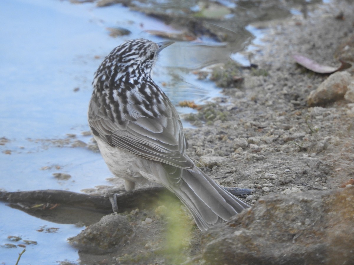 Striped Honeyeater - ML643020740