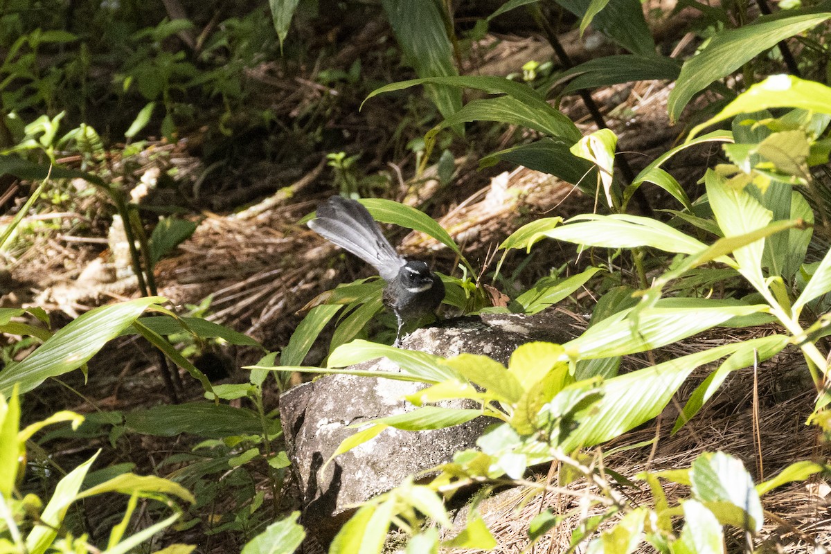White-throated Fantail - ML643020759