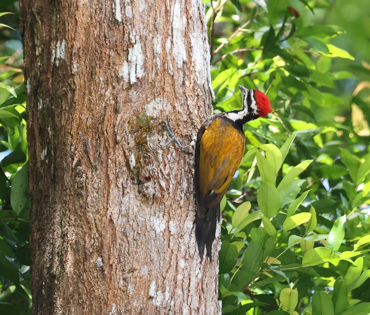 Common Flameback - ML643020763