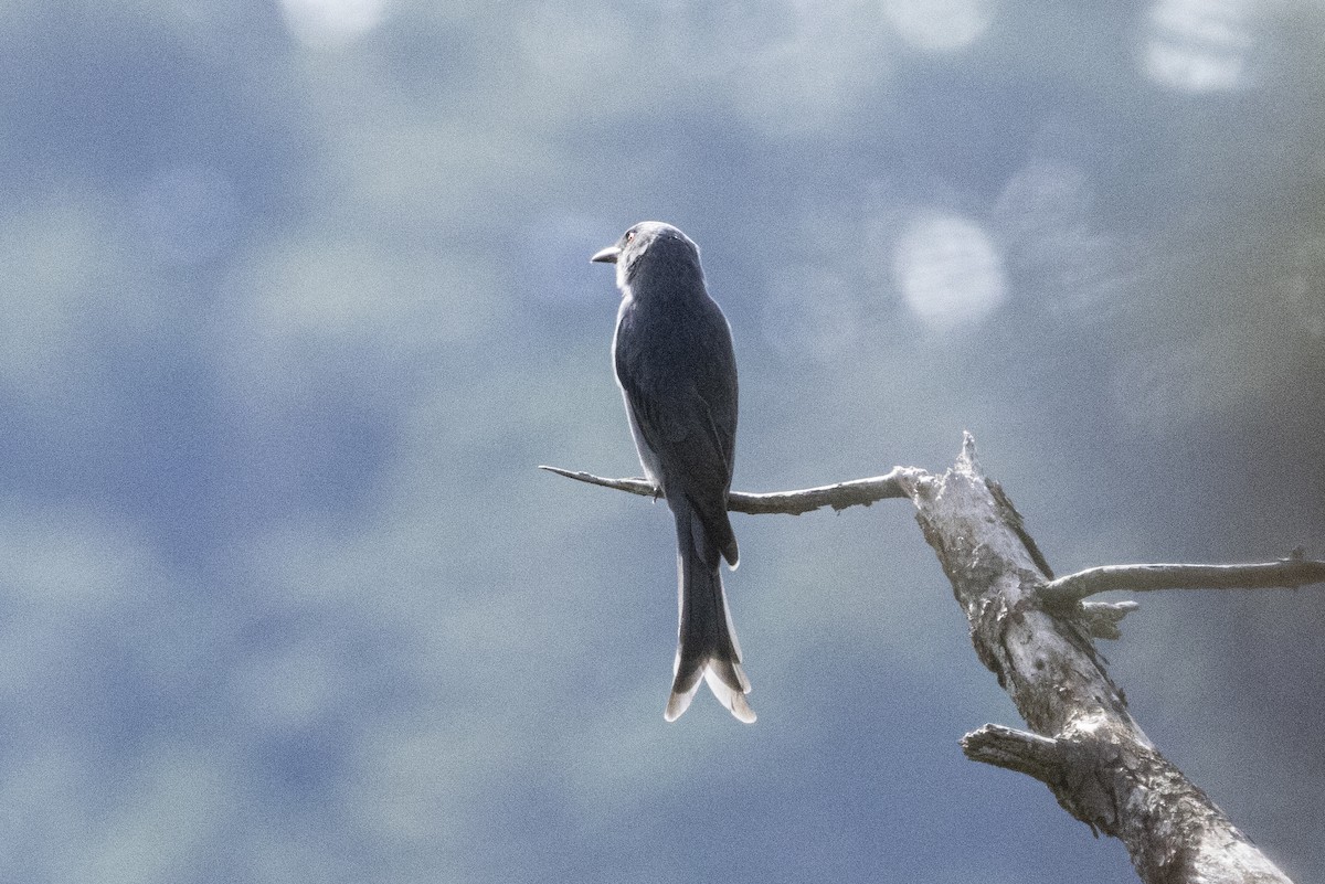 askedrongo - ML643020764