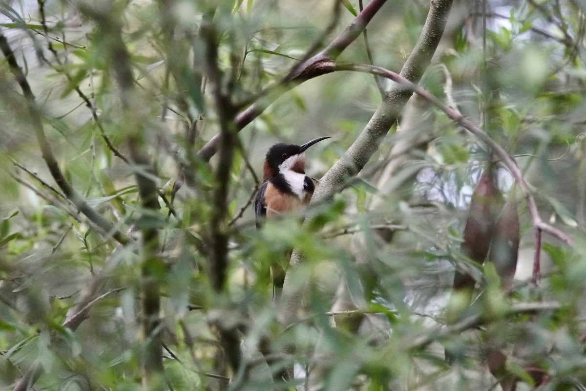 Eastern Spinebill - ML643020765