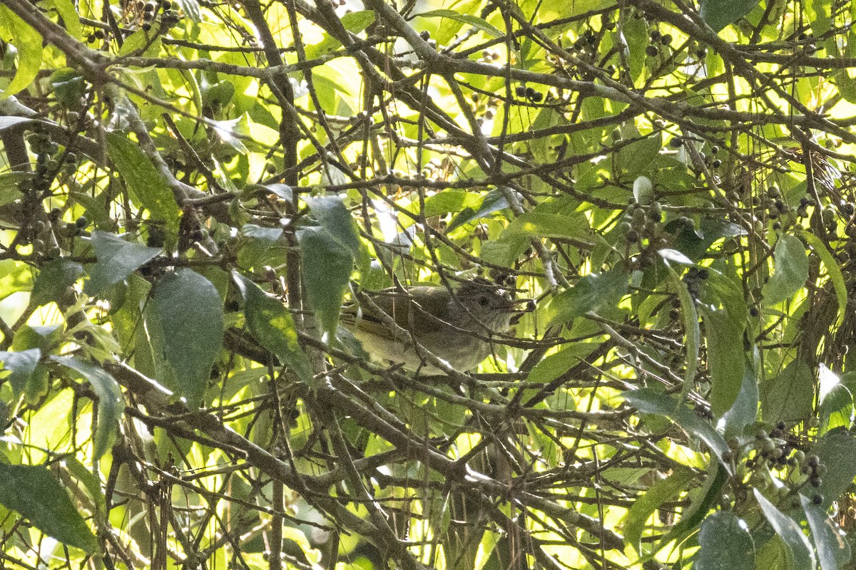 Mountain Bulbul - ML643020793