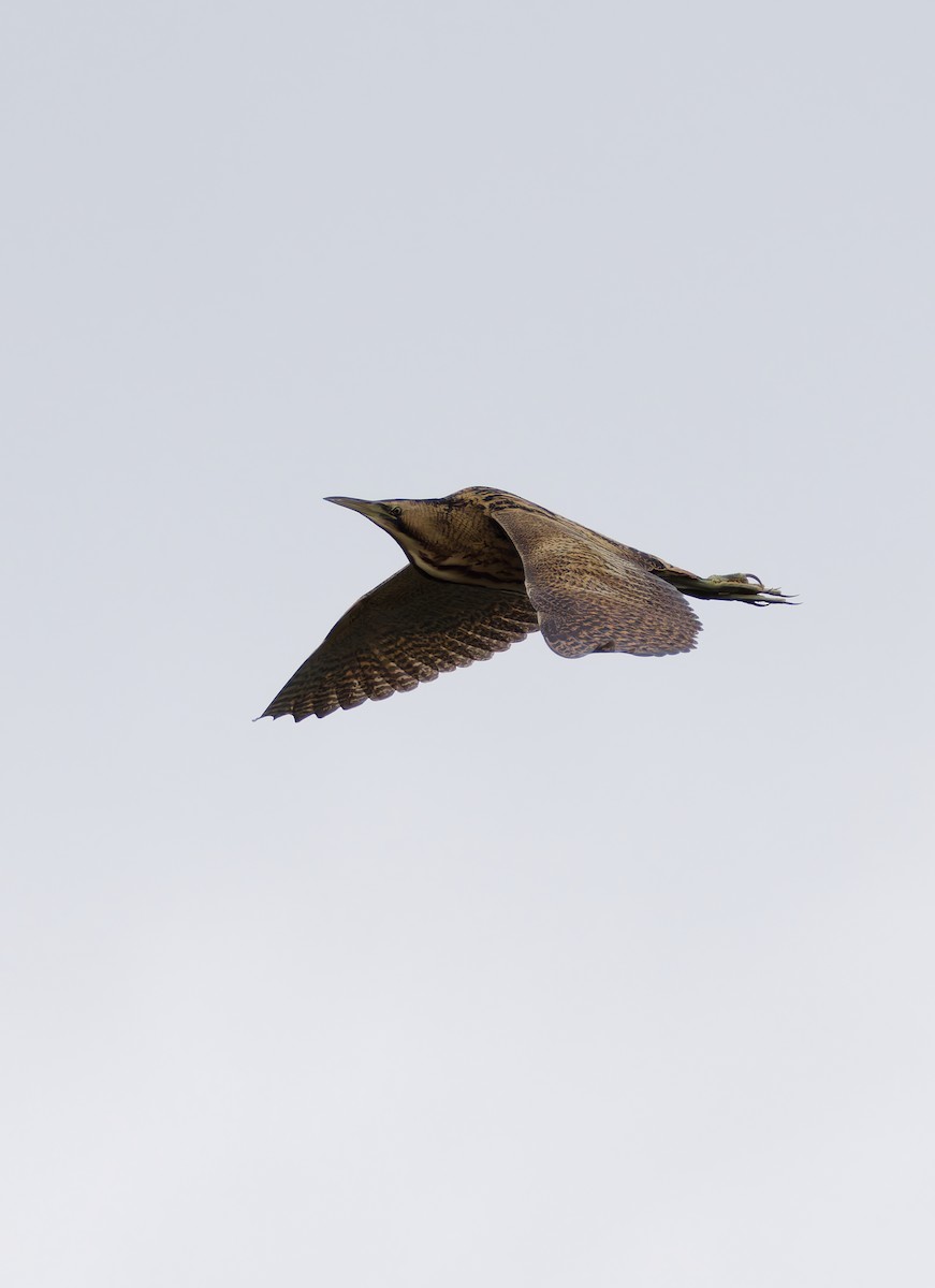 Eurasian Bittern - ML643020800