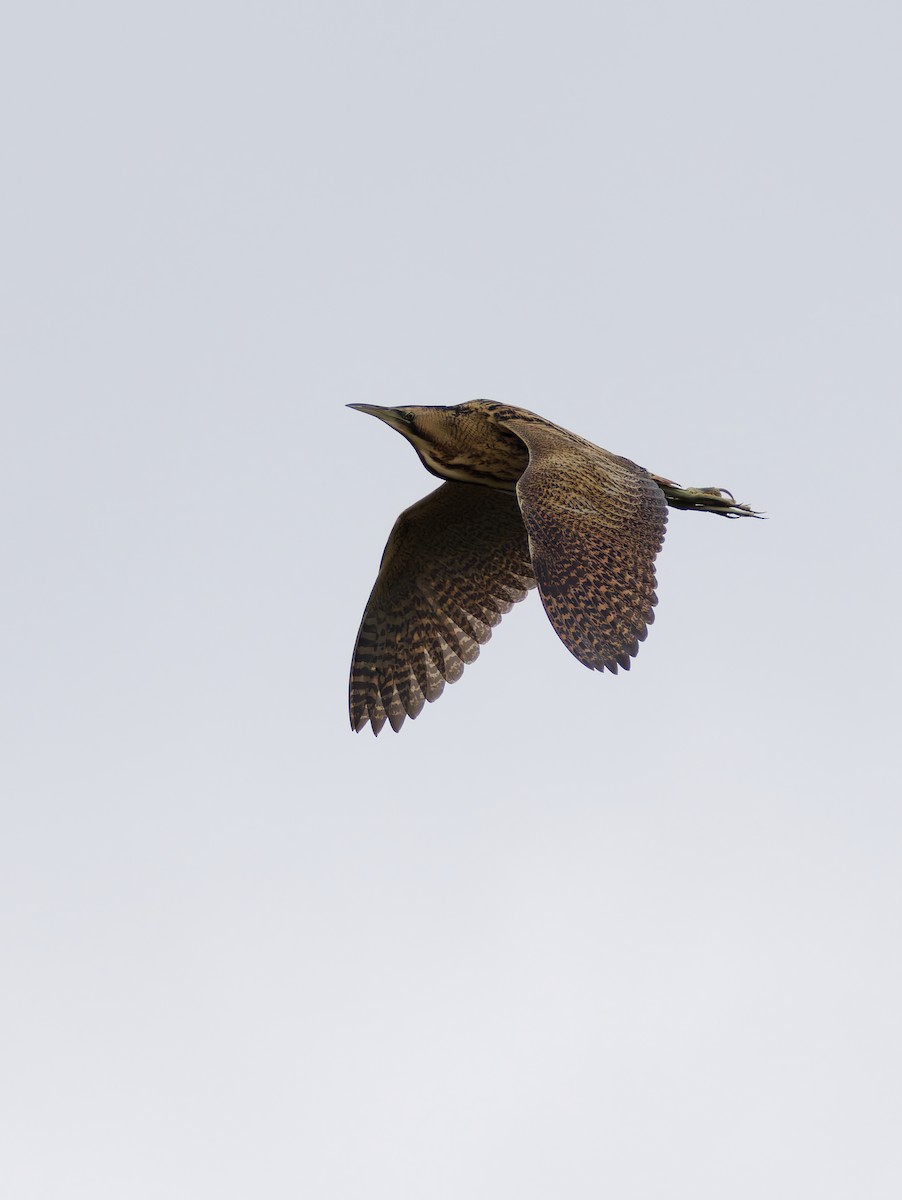 Eurasian Bittern - ML643020801