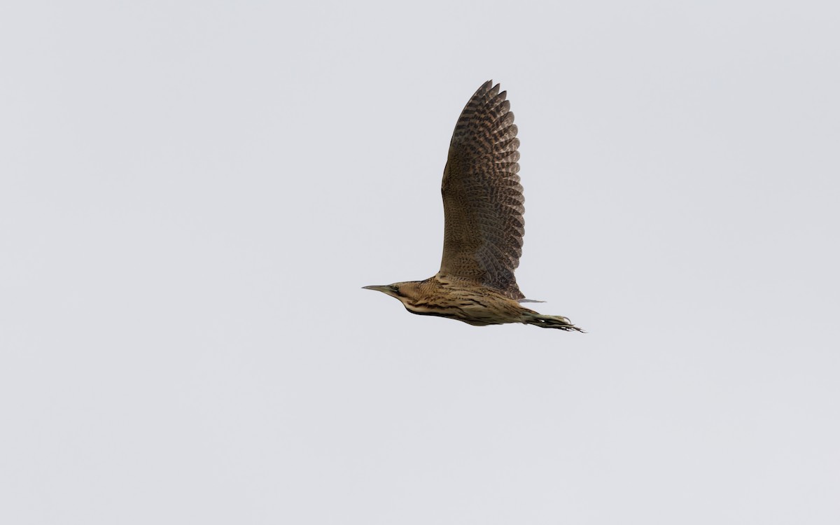 Eurasian Bittern - ML643020802