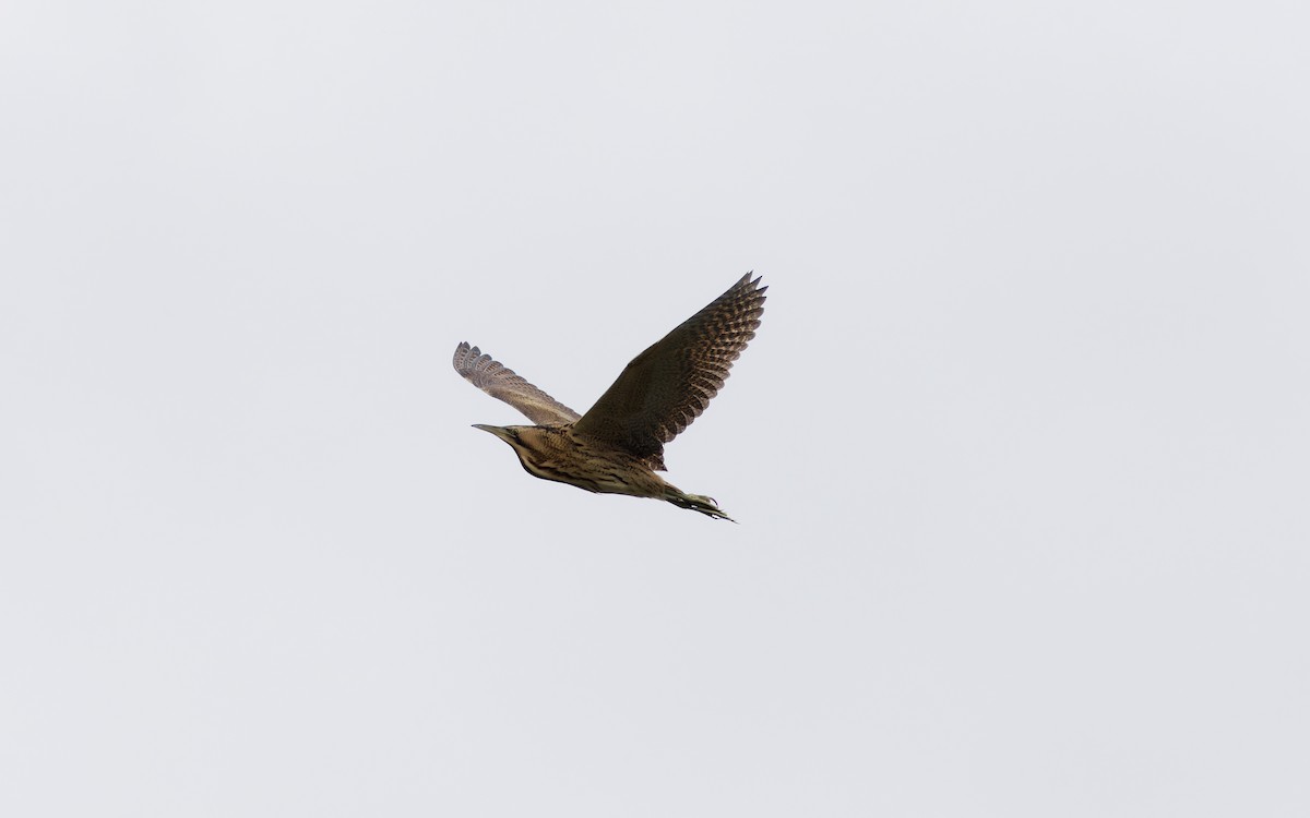 Eurasian Bittern - ML643020803