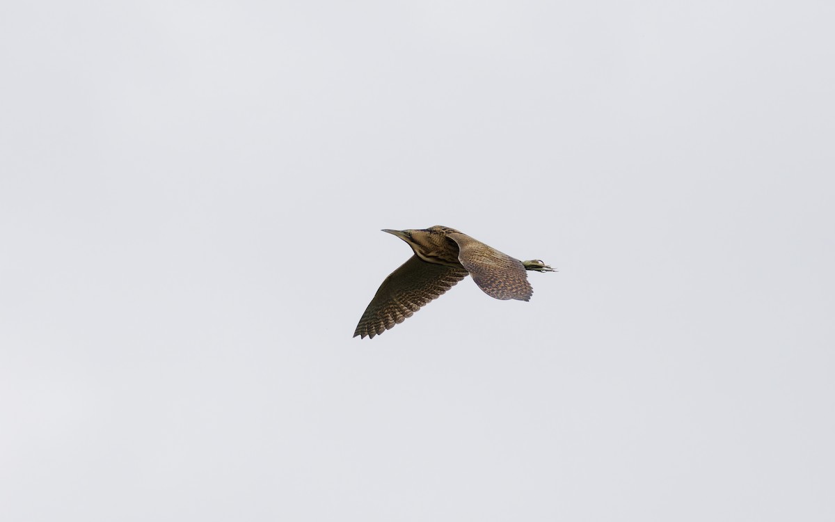 Eurasian Bittern - ML643020804