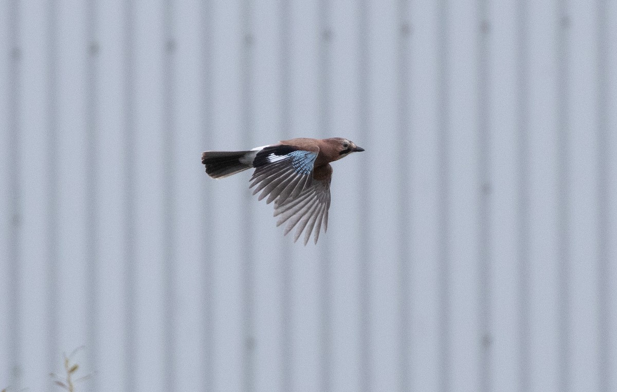 Eurasian Jay (Eurasian) - ML643020807