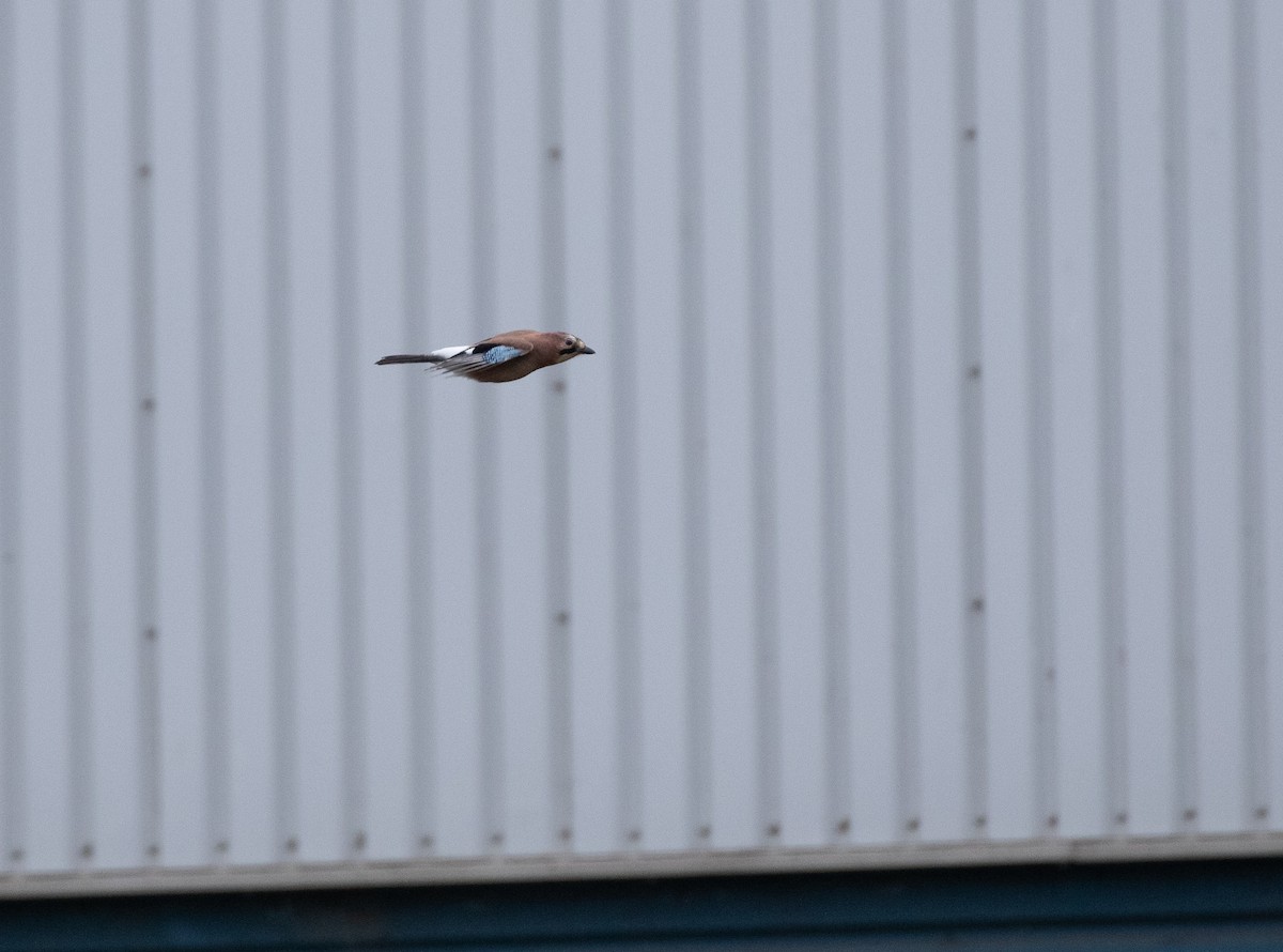 Eurasian Jay (Eurasian) - ML643020808