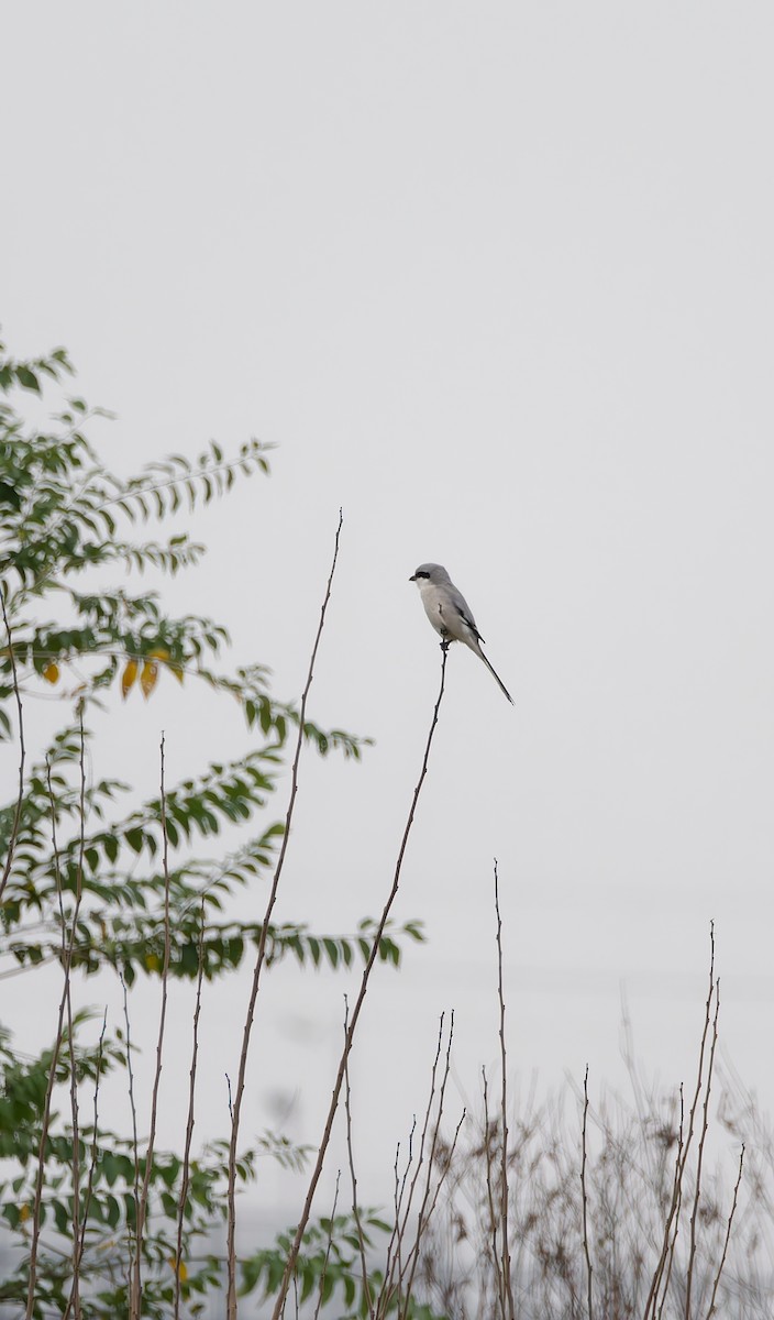 Chinese Gray Shrike - ML643020824