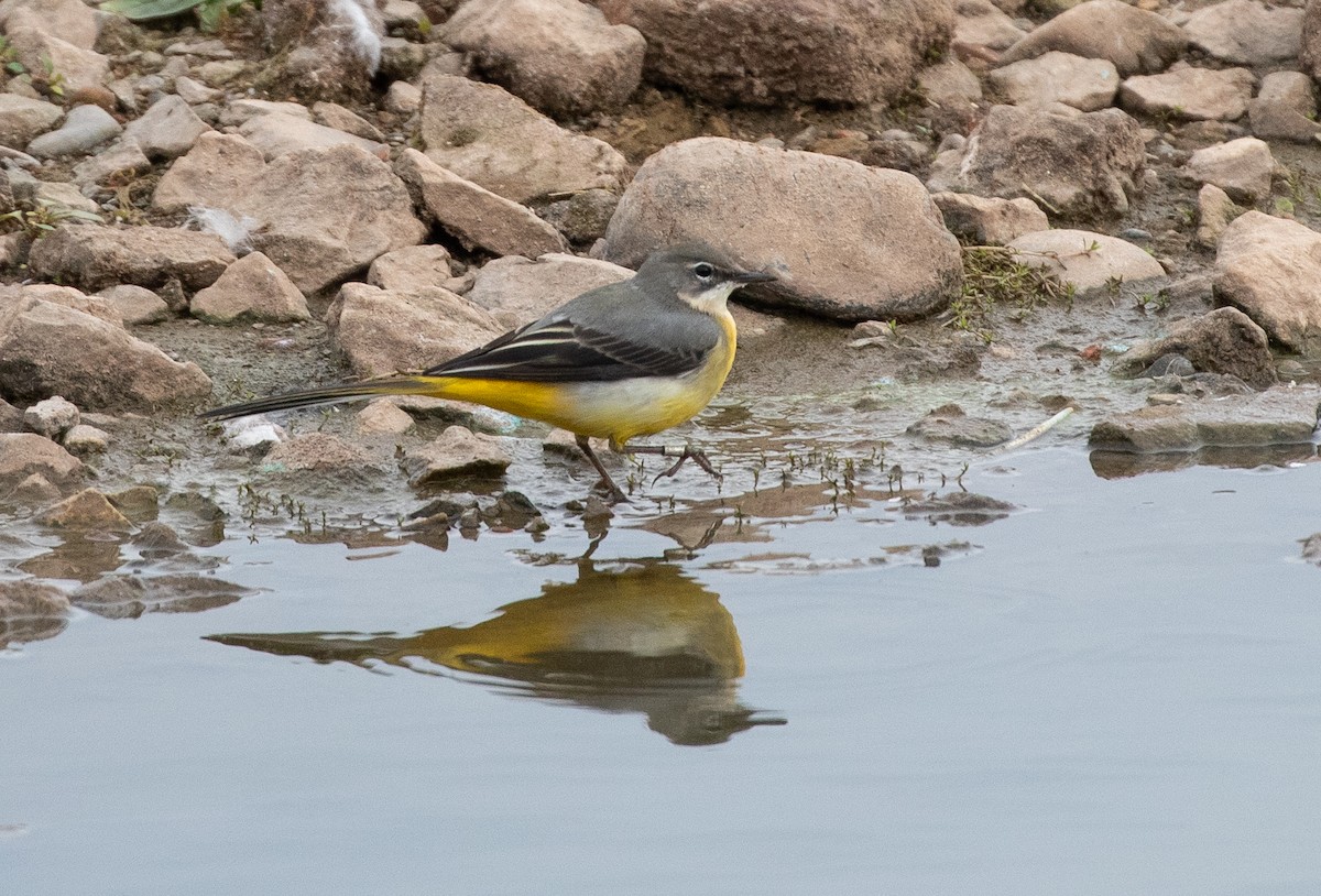 Gray Wagtail - ML643020830