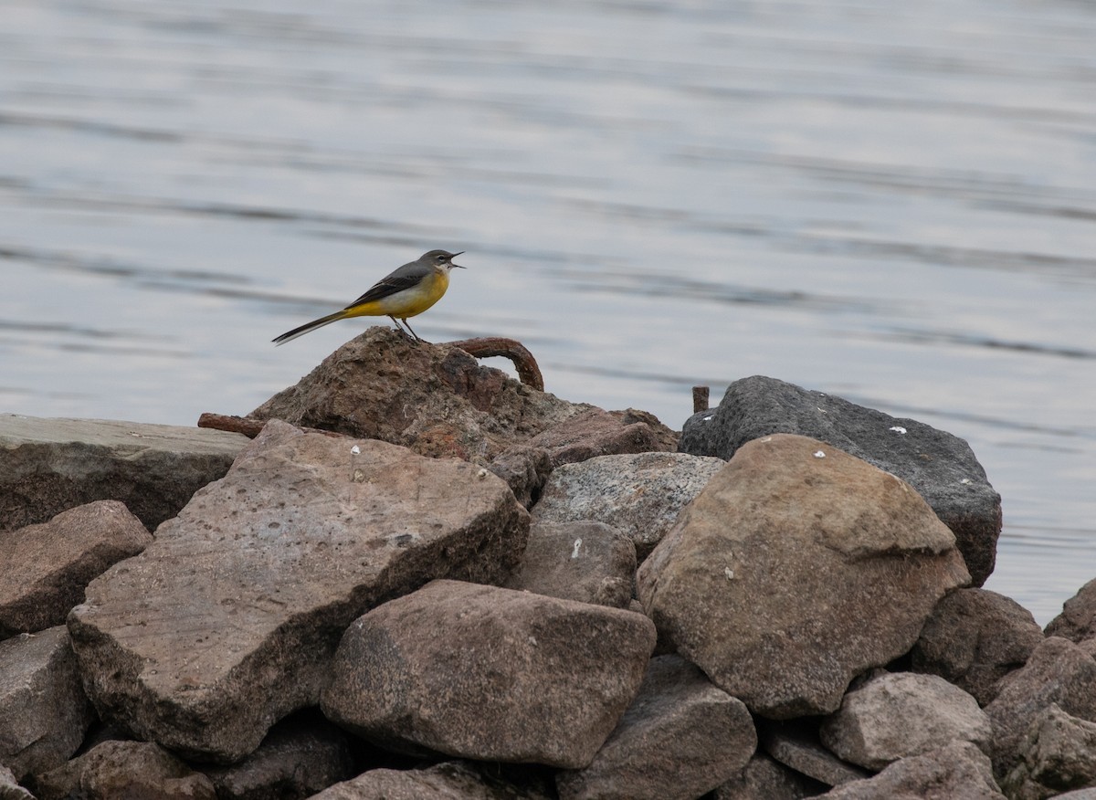 Gray Wagtail - ML643020831