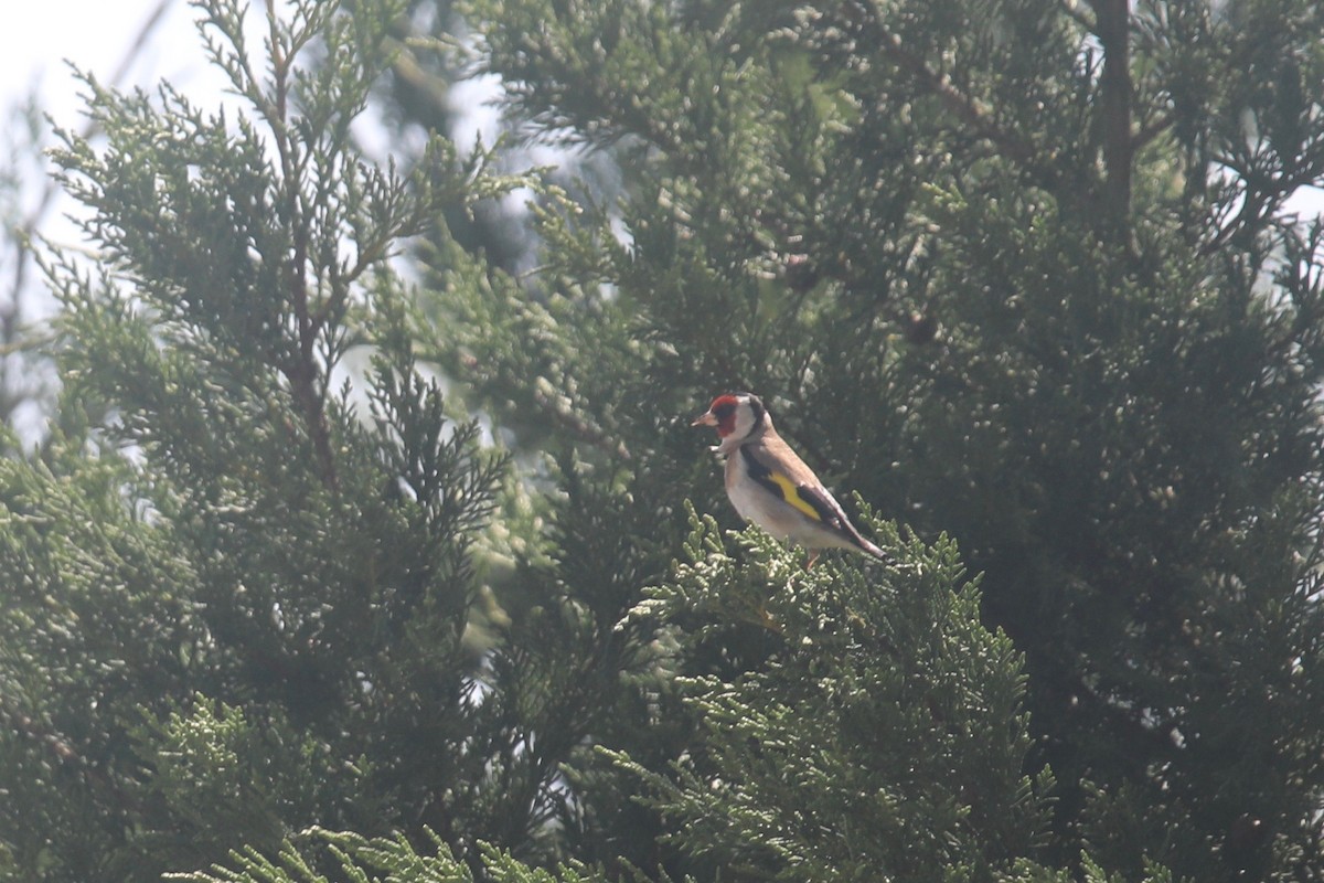 European Goldfinch - ML643020833