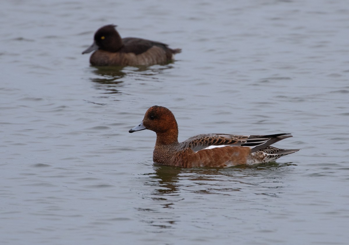 Eurasian Wigeon - ML643020846