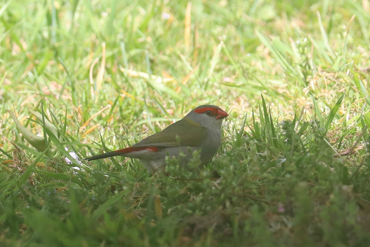 Red-browed Firetail - ML643020849