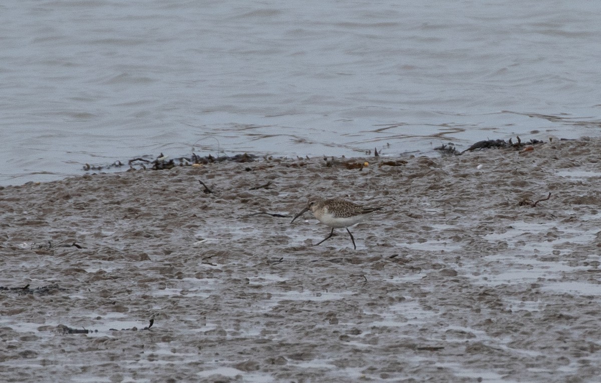 Curlew Sandpiper - ML643020851