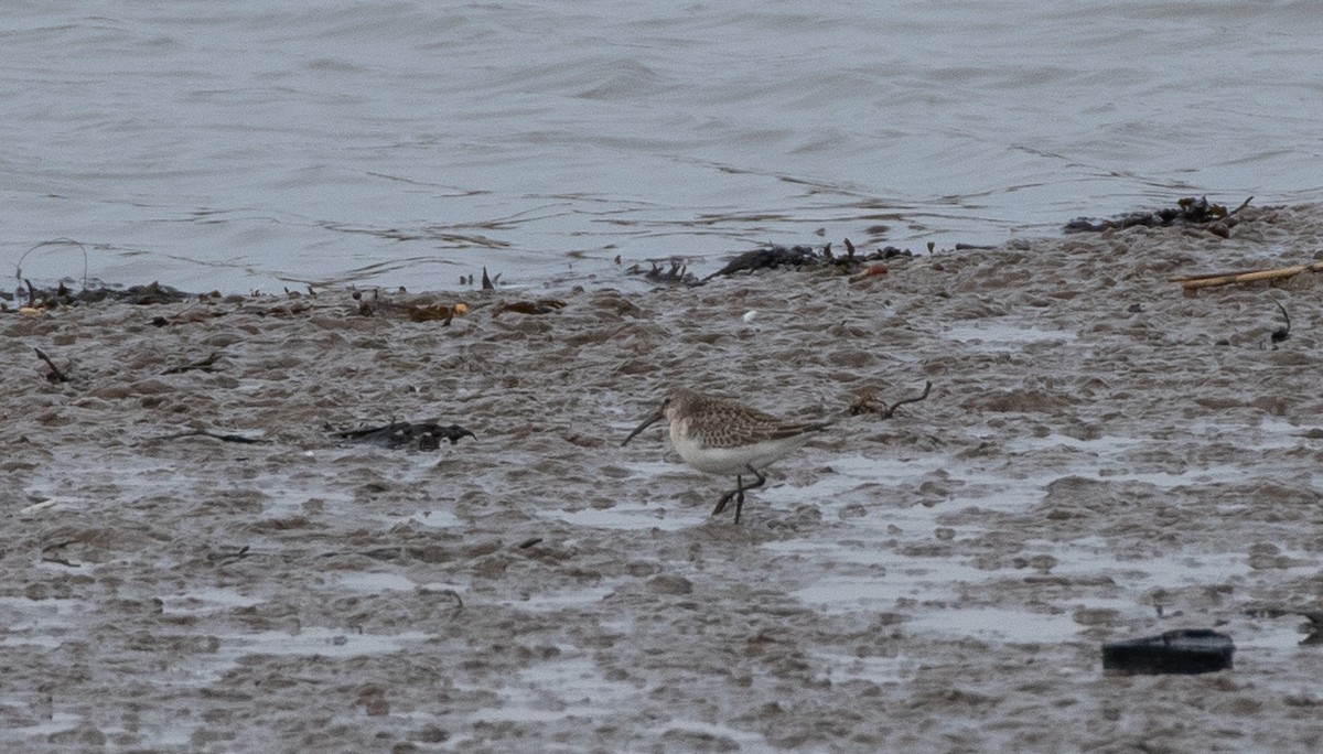 Curlew Sandpiper - ML643020852