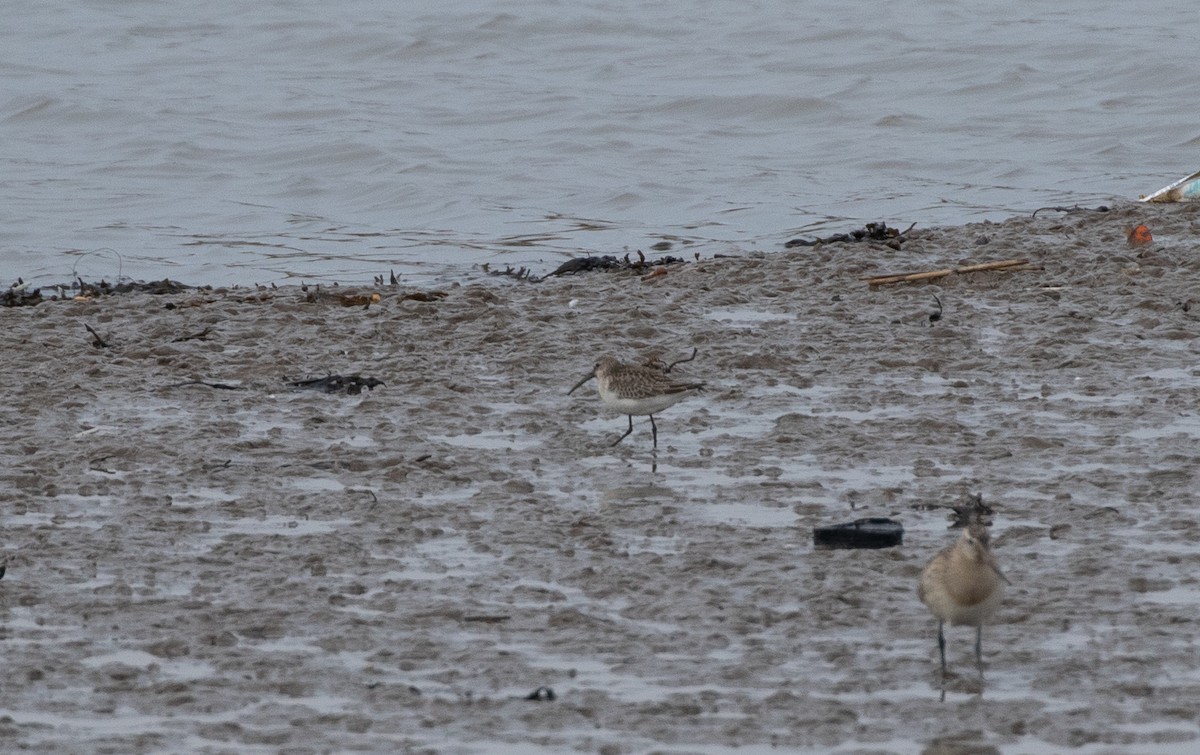 Curlew Sandpiper - ML643020853