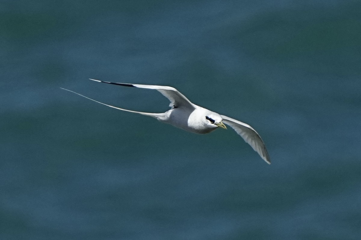 White-tailed Tropicbird - ML643020859