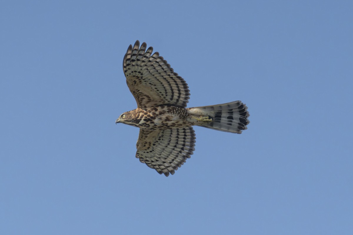 Crested Goshawk - ML643020860