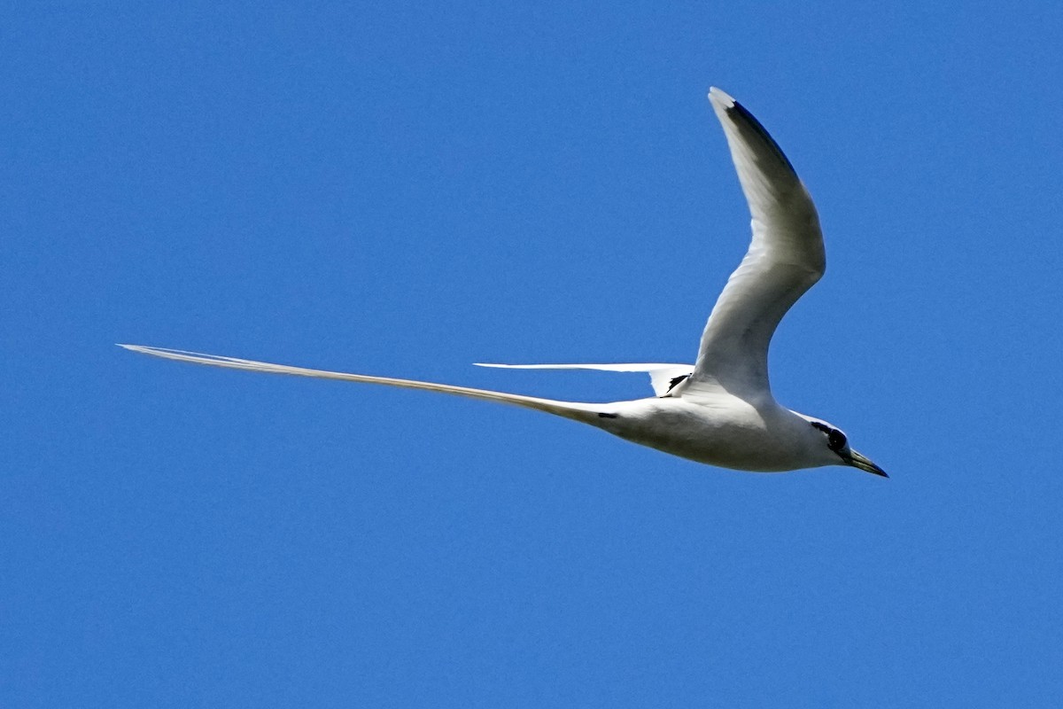White-tailed Tropicbird - ML643020861