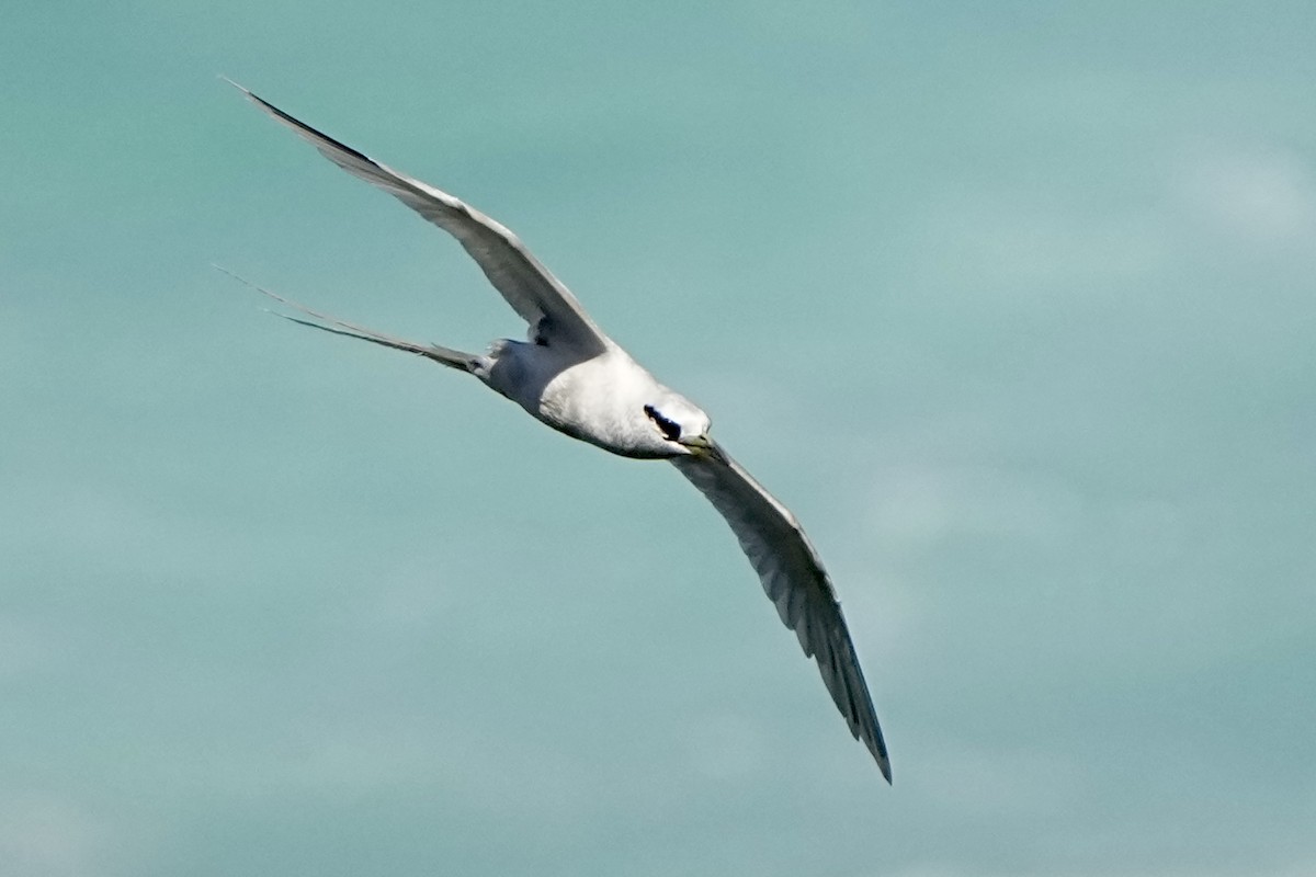 White-tailed Tropicbird - ML643020872