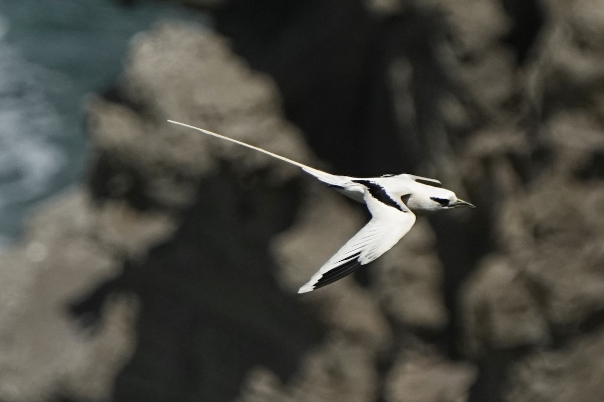 White-tailed Tropicbird - ML643020882