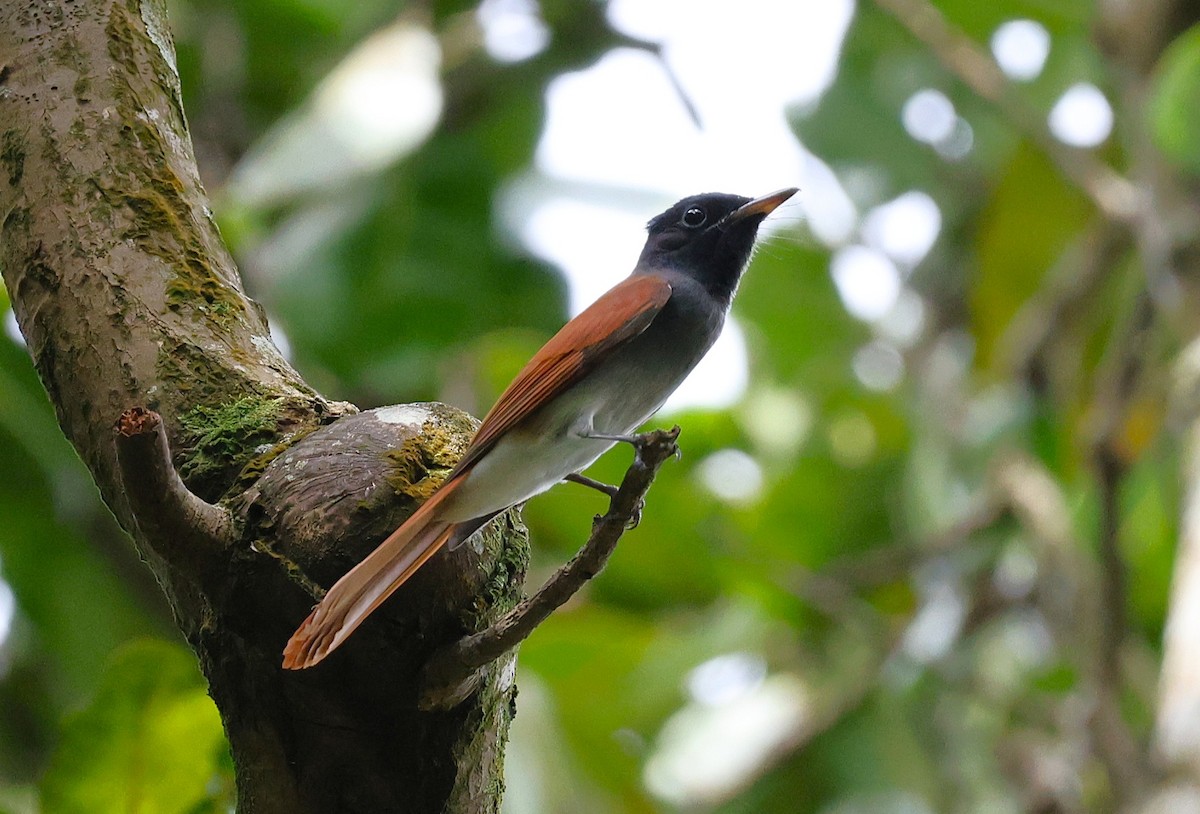 Amur Paradise-Flycatcher - ML643020883