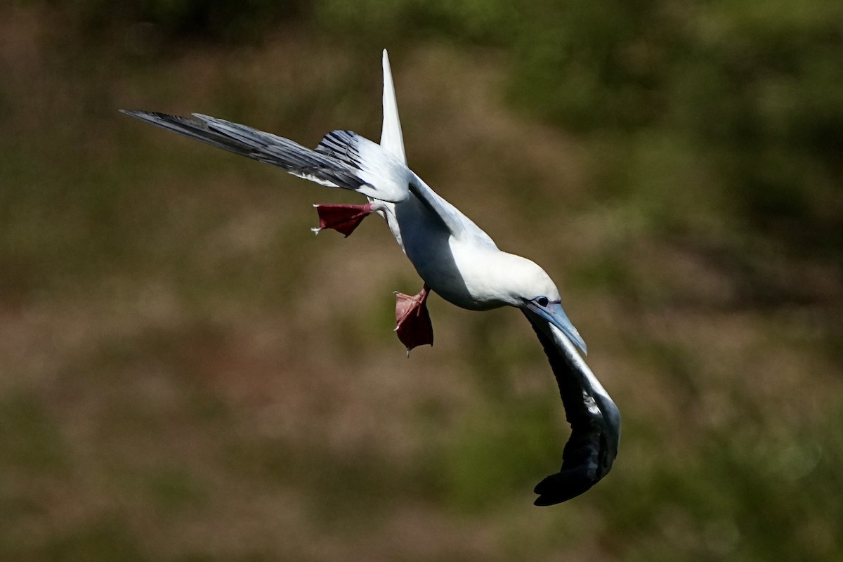 Red-footed Booby - ML643020885