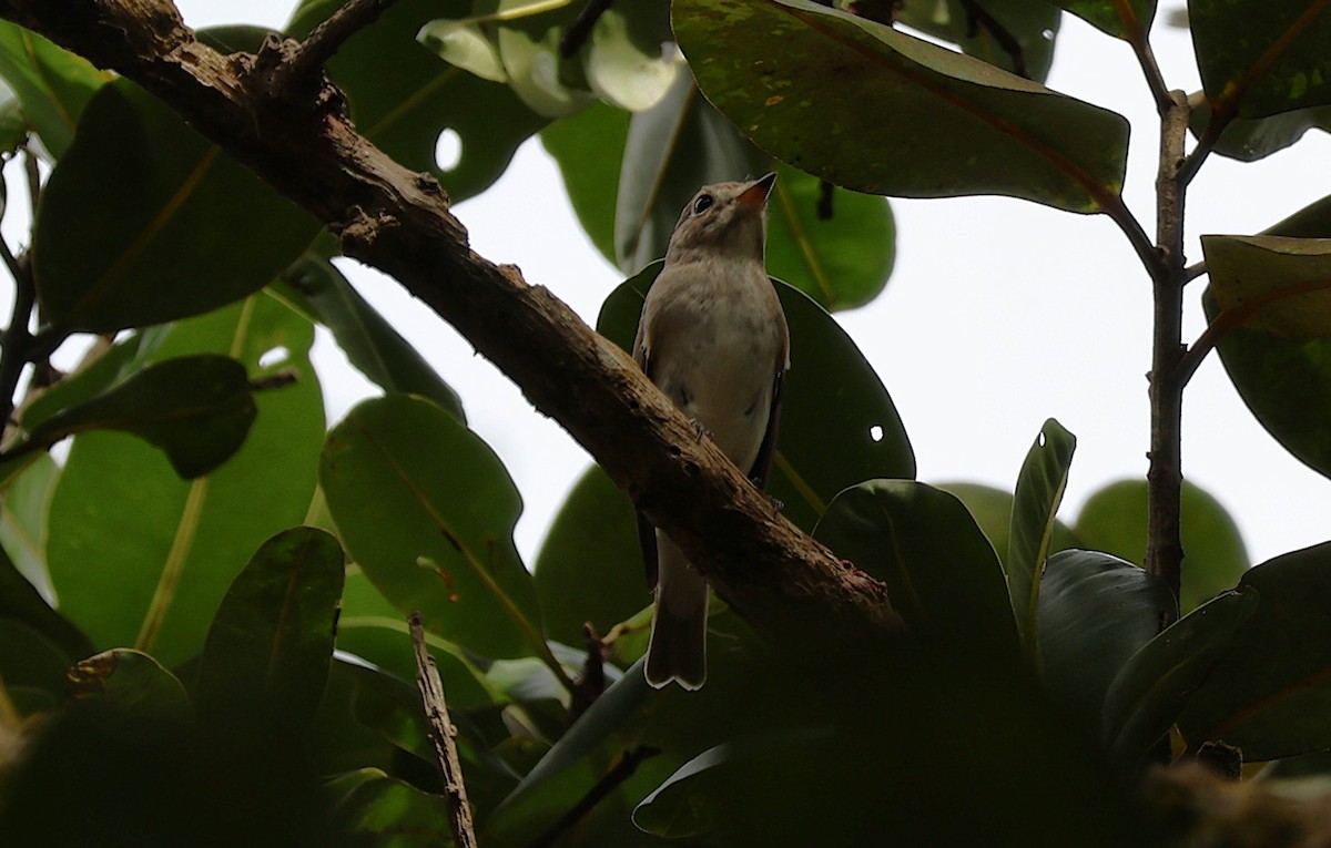 Asian Brown Flycatcher - ML643020886