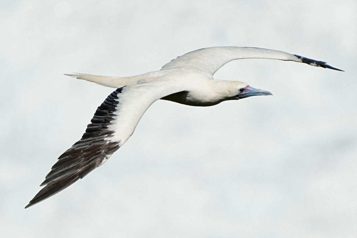 Red-footed Booby - ML643020894