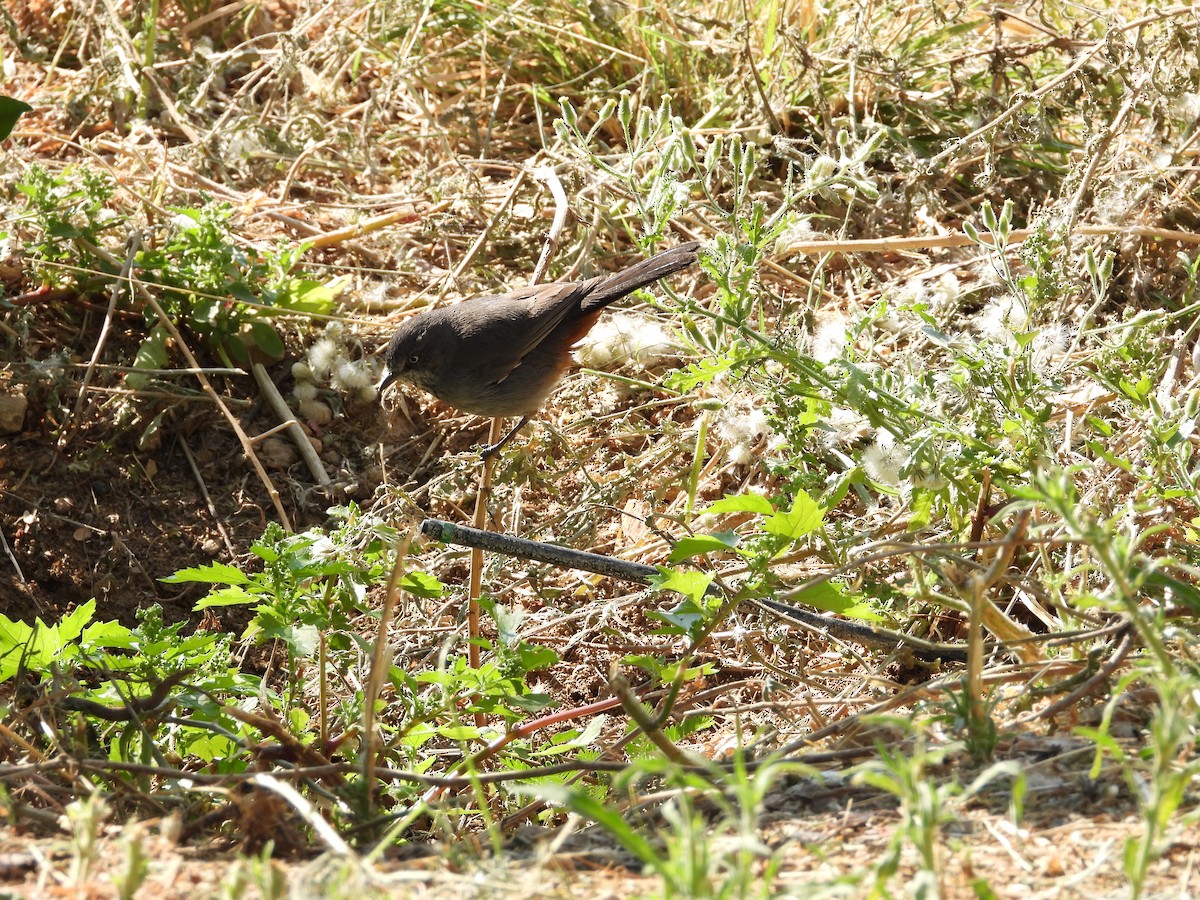 Chestnut-vented Warbler - ML643020904