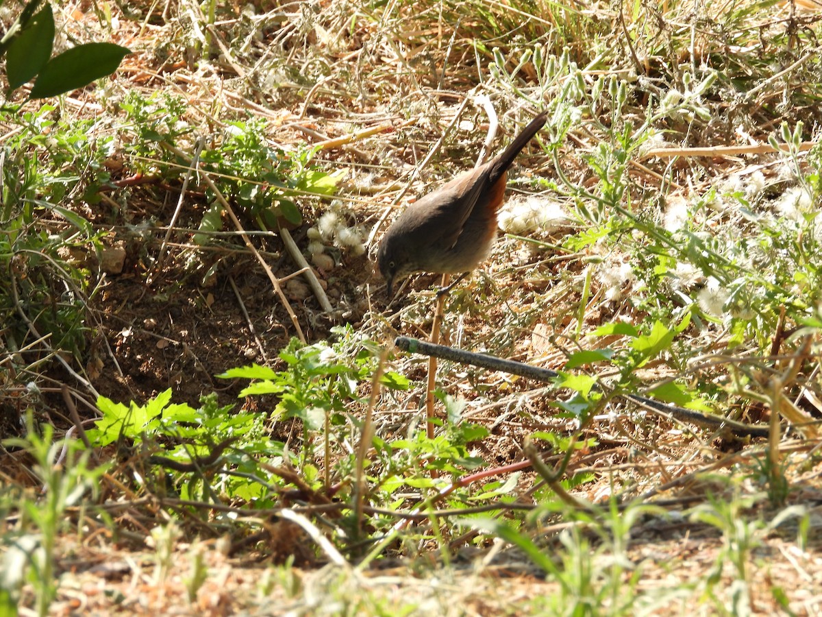 Chestnut-vented Warbler - ML643020905
