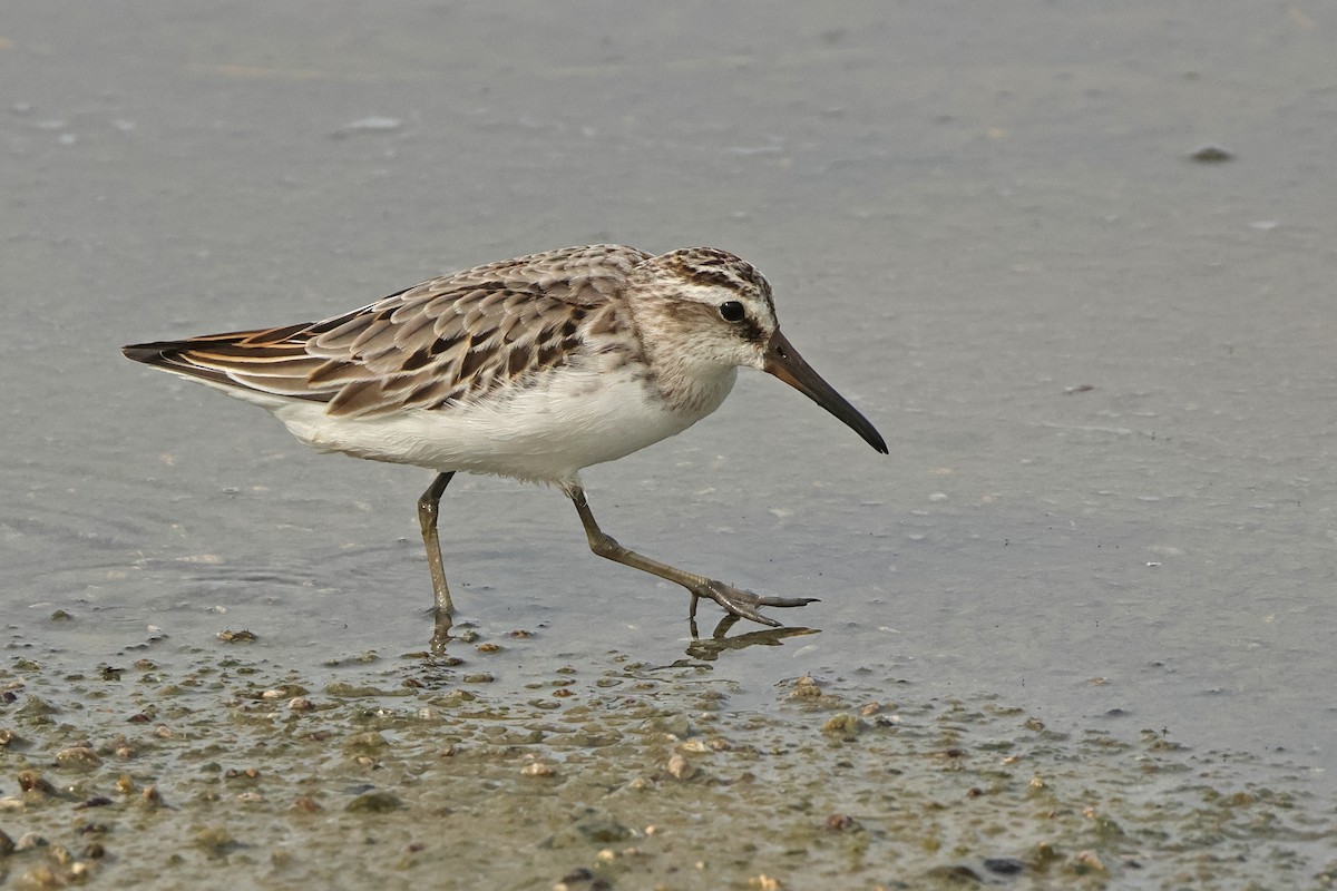 Broad-billed Sandpiper - ML643020909
