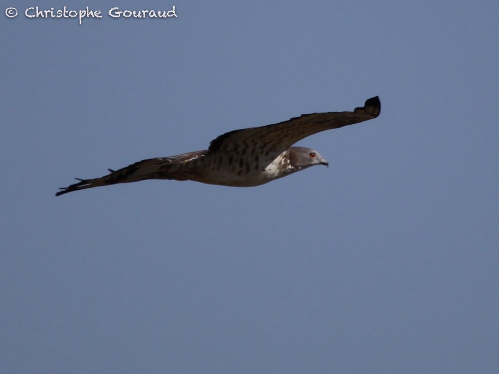 European Honey-buzzard - ML64302091