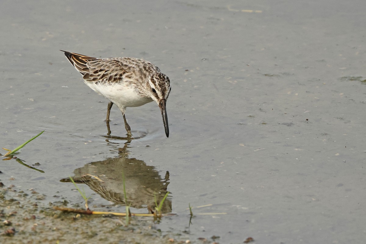 Broad-billed Sandpiper - Dave Bakewell